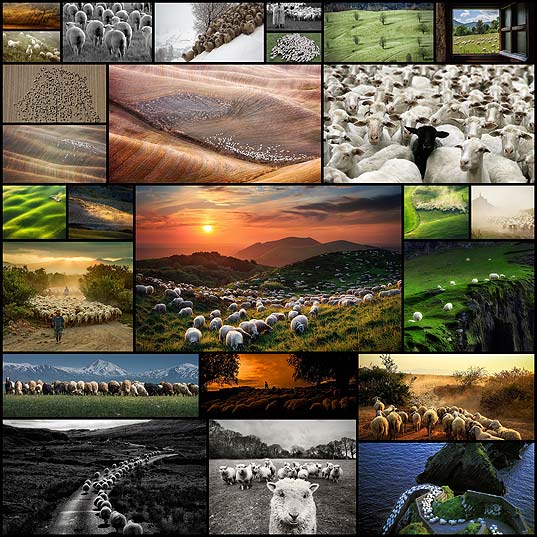 sheep-flock-herd-photos25