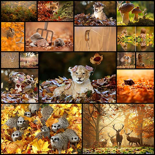 15-animals-enjoying-magic-autumn