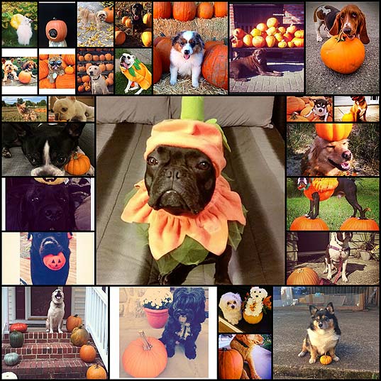 28-dogs-who-really-love-pumpkins-zbrm