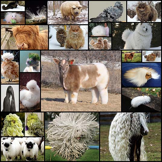 20-animals-majestic-hair