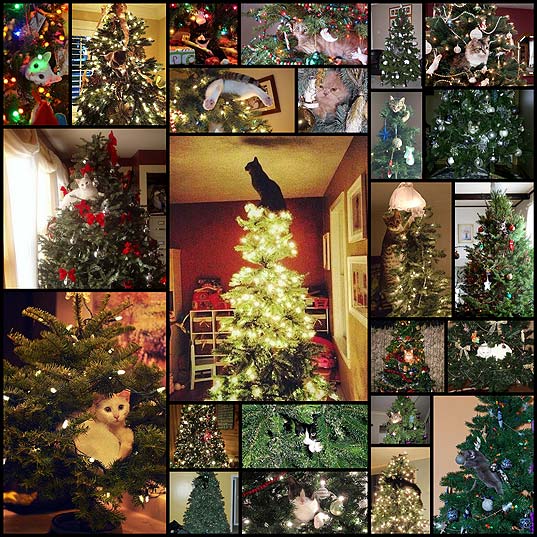 24-cats-that-have-turned-the-christmas-tree-their-new-homes