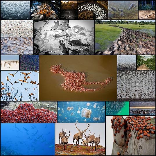 26-incredible-photos-animal-migration