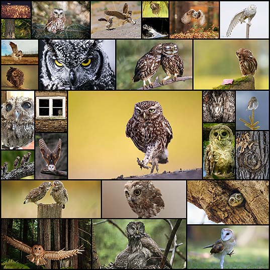 28-majestic-owls-caught-camera