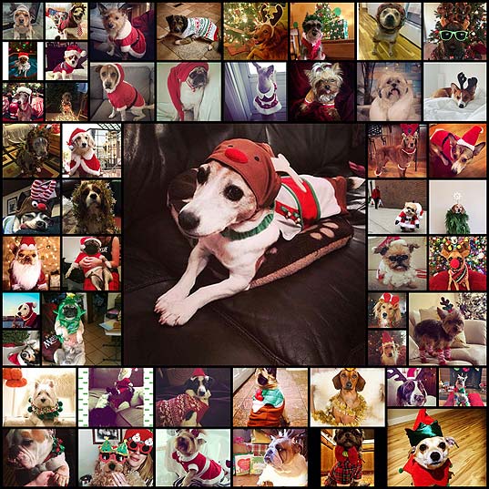 50-dogs-dressed-up-for-the-holidays