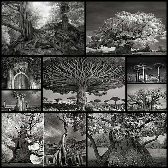 ancient-trees-beth-moon9