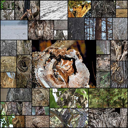 hidden-camouflage-owls40
