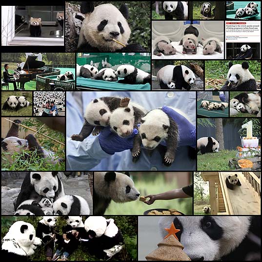 reasons-why-pandas-are-the-biggest-jerks-on-the-planet23