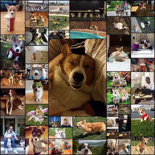the-40-most-important-corgis-of-2014