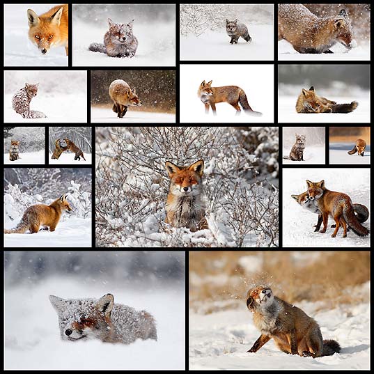 winter-fox-photography-roeselien-raimond17