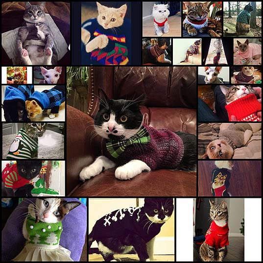 24-Cats-Who-Are-Nailing-Their-Sweater-Game