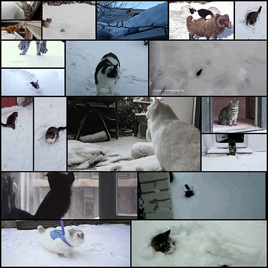 cats-who-understand-your-feelings-about-the-blizzard