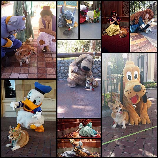 corgi-meets-as-many-disney-characters-as-it-can-in-a-single-day10