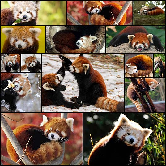 凶悪な可愛さをほこるレッサーパンダの写真 15枚 1動画 いぬらぼ