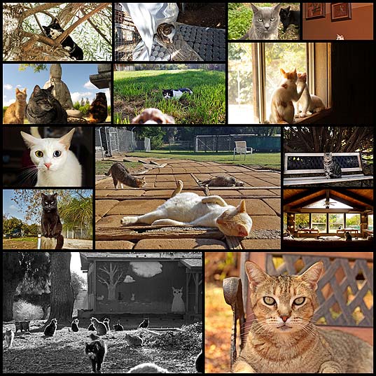 every-week-i-photograph-cats-at-the-largest-no-kill-cat-sanctuary-in-california-700-cats