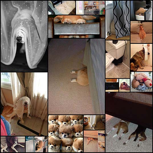 funny-dogs-hiding20