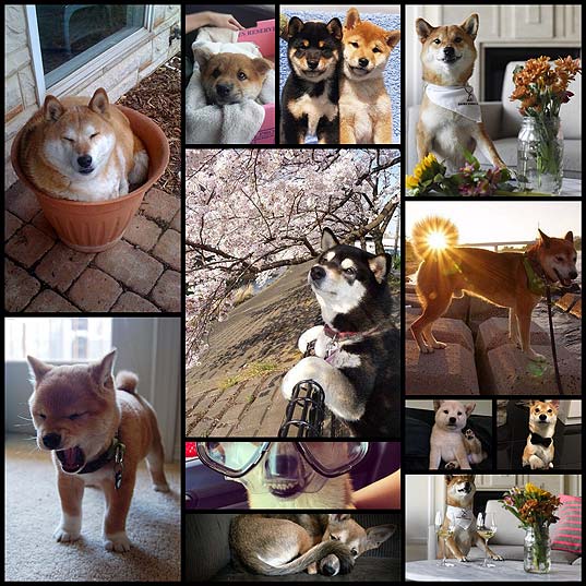 面白かわいい柴犬の写真 21枚 いぬらぼ