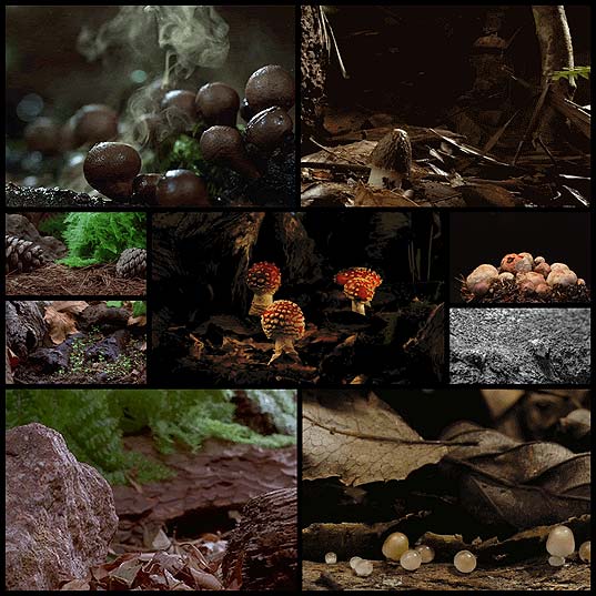 mushroom-growth-timelapse-gifs9