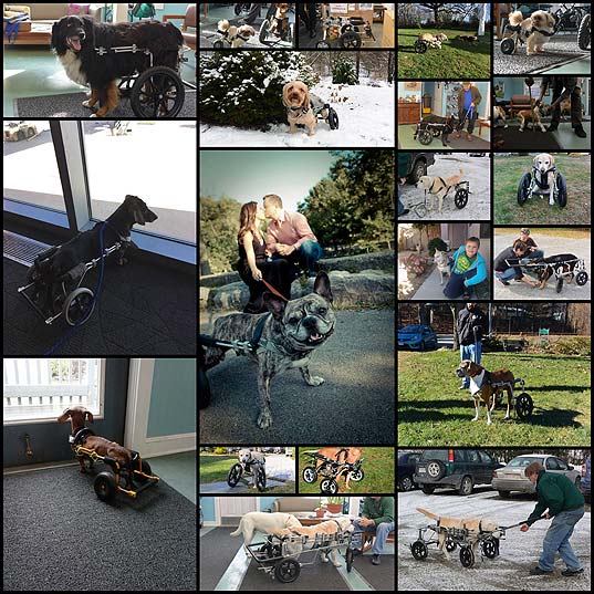 these-dogs-in-wheelchairs-are-the-cutest-thing20