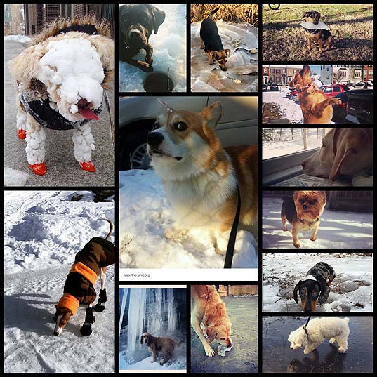18-dogs-who-are-confused-by-all-this-ice
