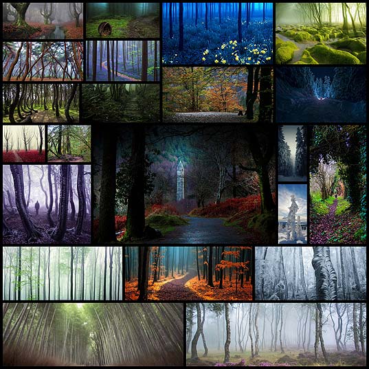 22-mysterious-forests-id-love-to-get-lost-in