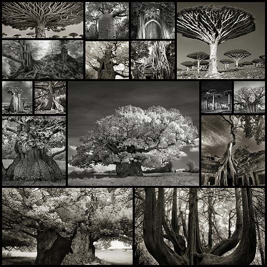 a-journey-around-the-oldest-trees-in-the-world16