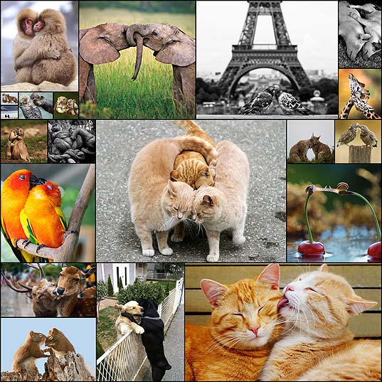 animal-couples-in-love20
