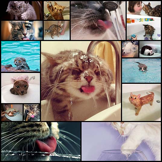 cats-love-water-bath14