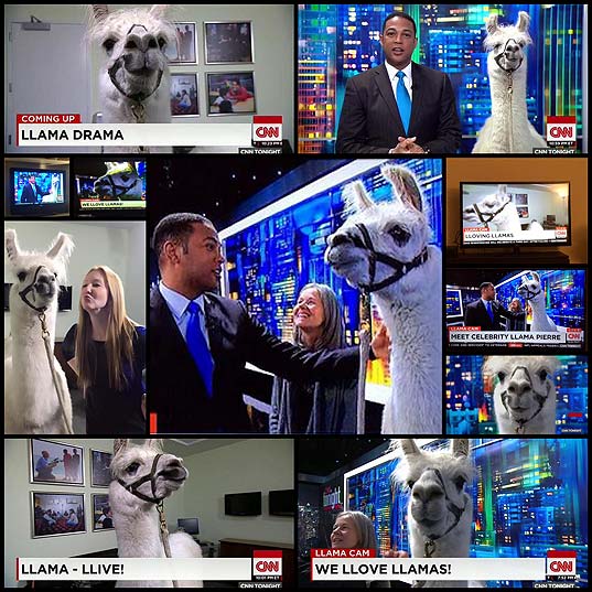 cnn-interviews-a-celebrity-llama-named-pierre-on-live-tv11