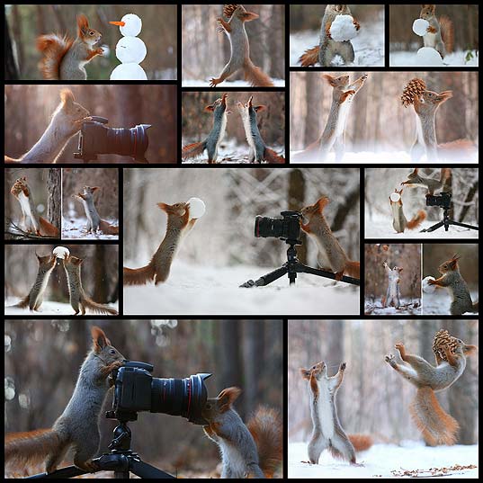squirrel-photography-russia-vadim-trunov14