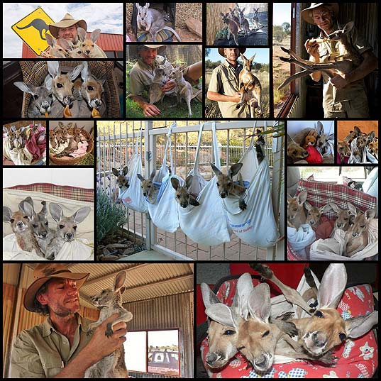 a_loving_home_for_orphaned_baby_kangaroos_16_pics