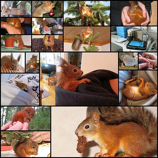 adopted-wild-red-squirrel-baby-arttu-finland20