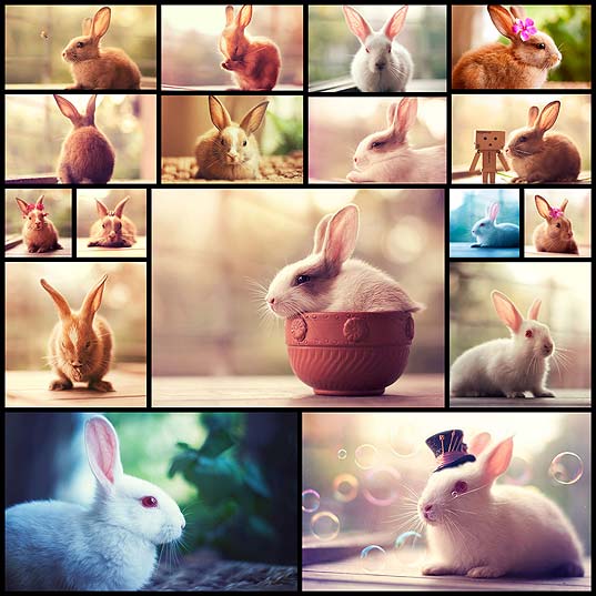 bunny-models17