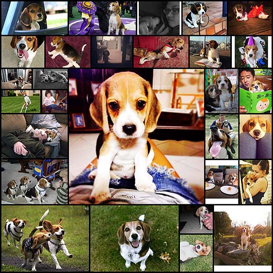 i-miss-you-flash-the-beagle28