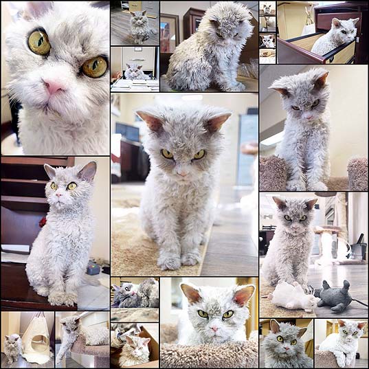 めちゃくちゃ目つきが悪い猫がふさふさ過ぎて困る（写真20枚） - いぬらぼ