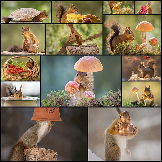 squirrel-photos14