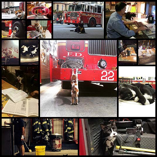 thoughts-every-firehouse-cat-has16