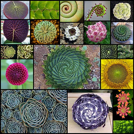 geometry-symmetry-plants-nature20