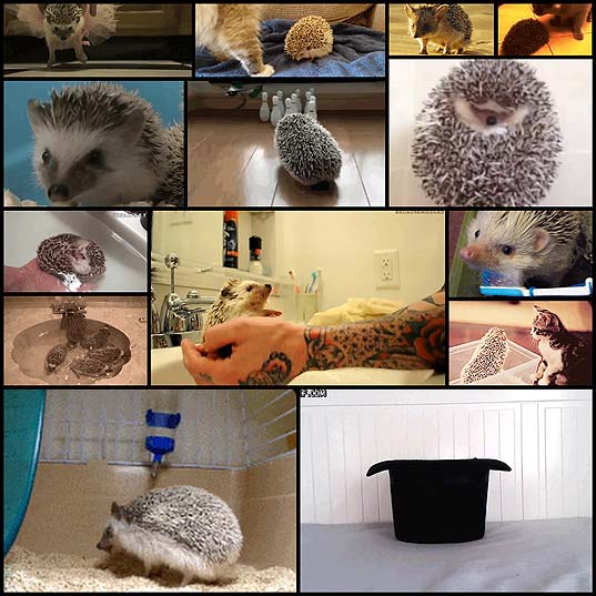 the-15-best-hedgehog-gifs-on-the-planet