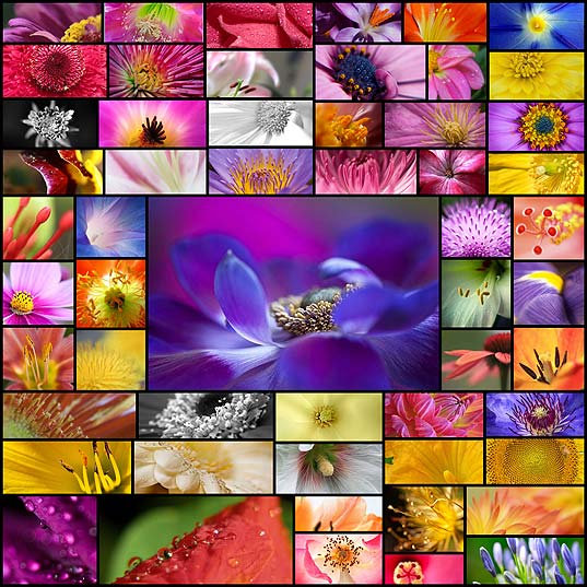 55-beautiful-macro-flower-pictures