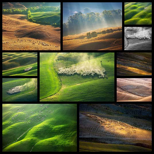 Xpの壁紙のような草原に群がる羊の風景写真 11枚 いぬらぼ