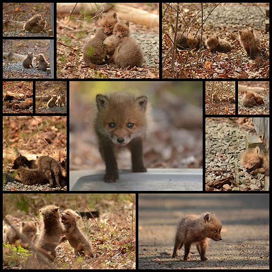 裏庭に現れた可愛い子狐たちの写真 13枚 いぬらぼ