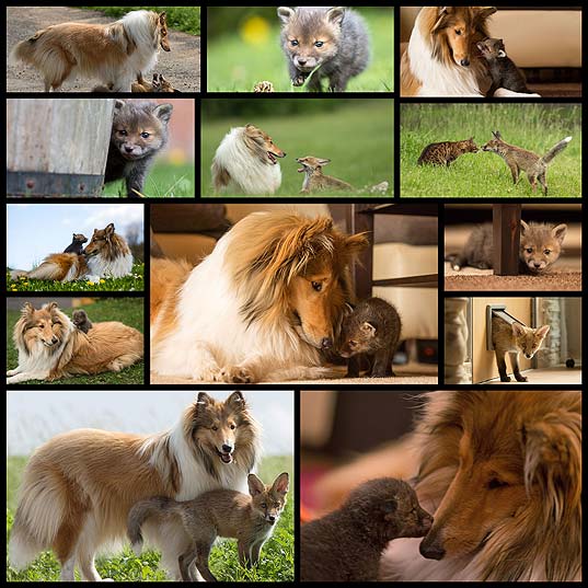 orphaned-fox-cub-adopted-dog-ziva-dinozzo-germany13
