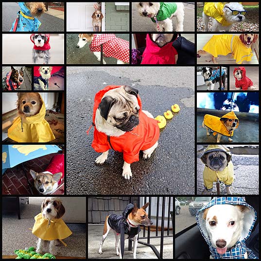 20-dogs-who-are-ready-to-weather-any-storm