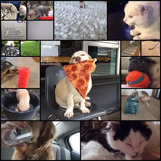 25-animal-vines-that-youll-just-want-to-watch-over-and-over