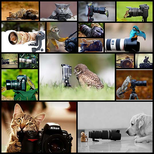 カメラと動物18
