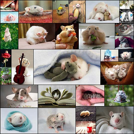 30-cutest-photos-of-pet-rat