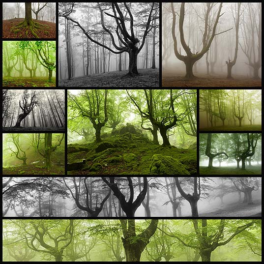 foggy-basque-forests-oskar-zapirain11