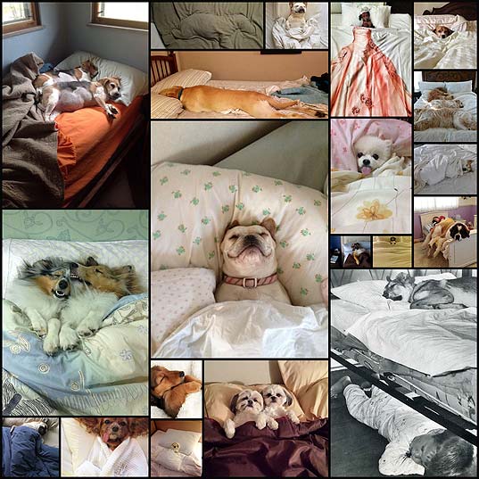 sleeping-dogs-human-bed20