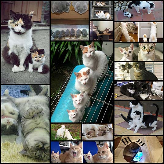 15+-Cats-With-Their-Cute-Mini-Mes---OddPad