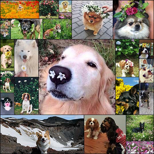 16-Pups-Who-Are-Proud-Flower-Children1